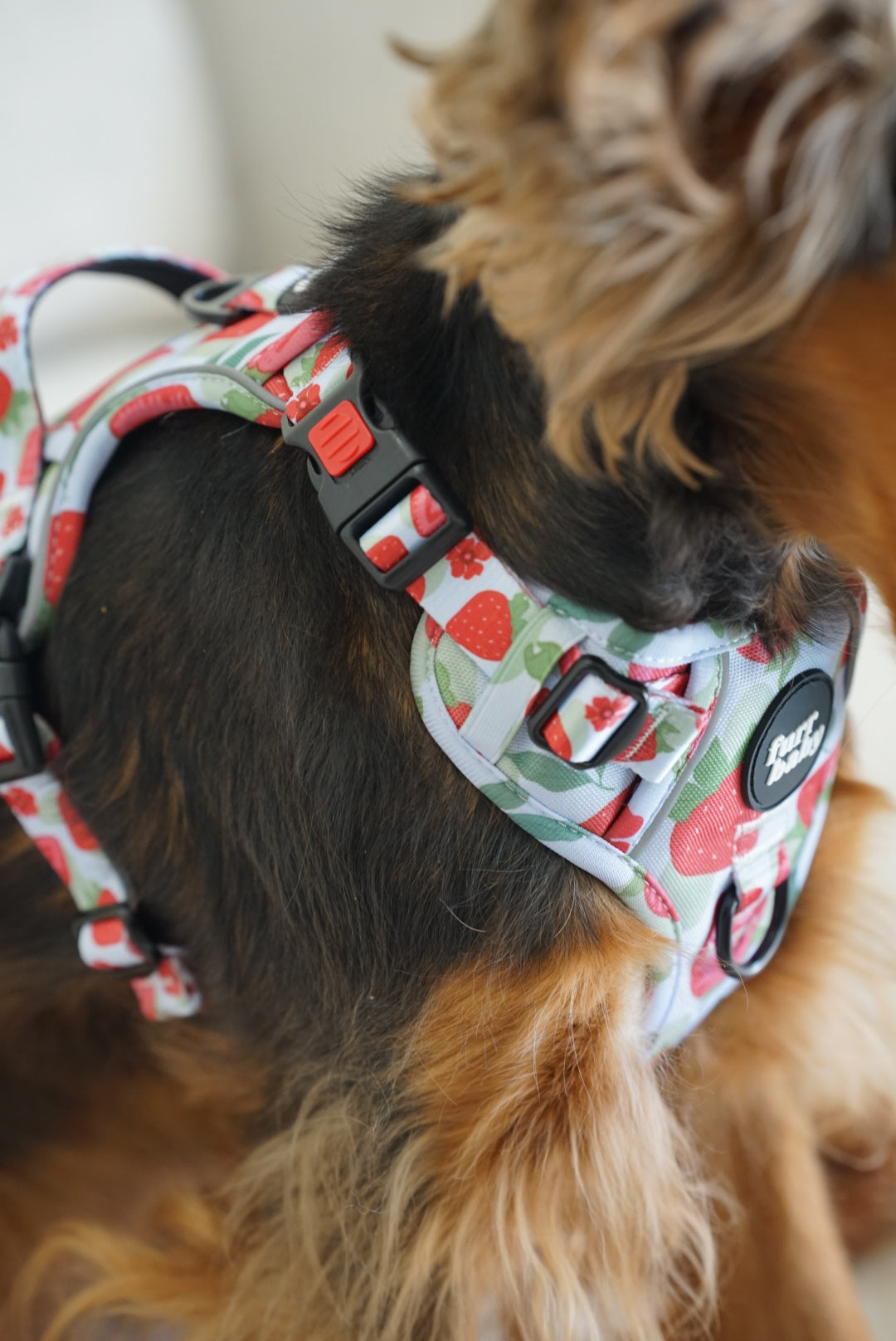 FURRTRAILS BERRY BABY HARNESS