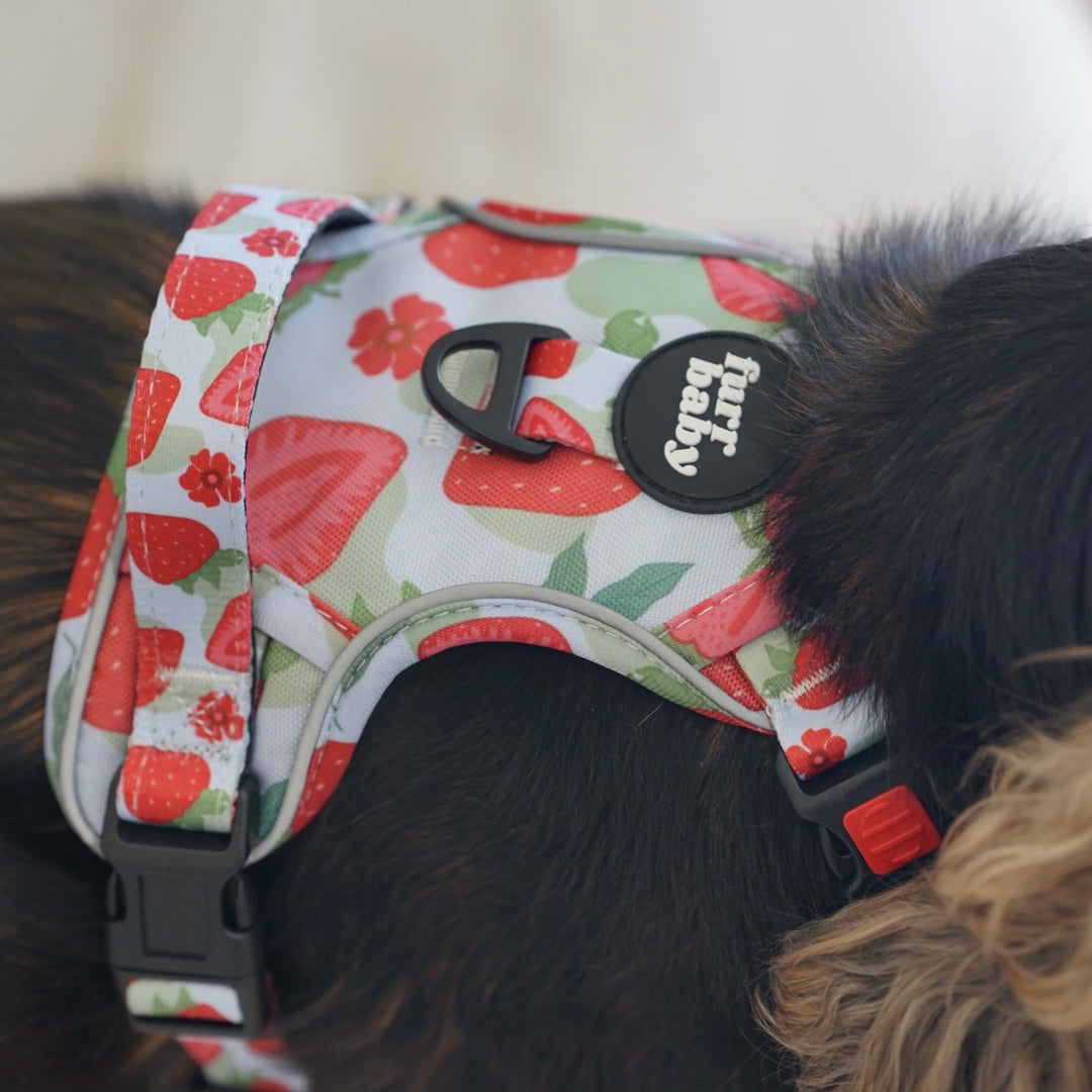 FURRTRAILS BERRY BABY HARNESS