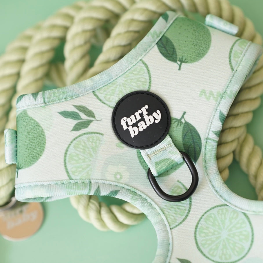 Zesty Baby π