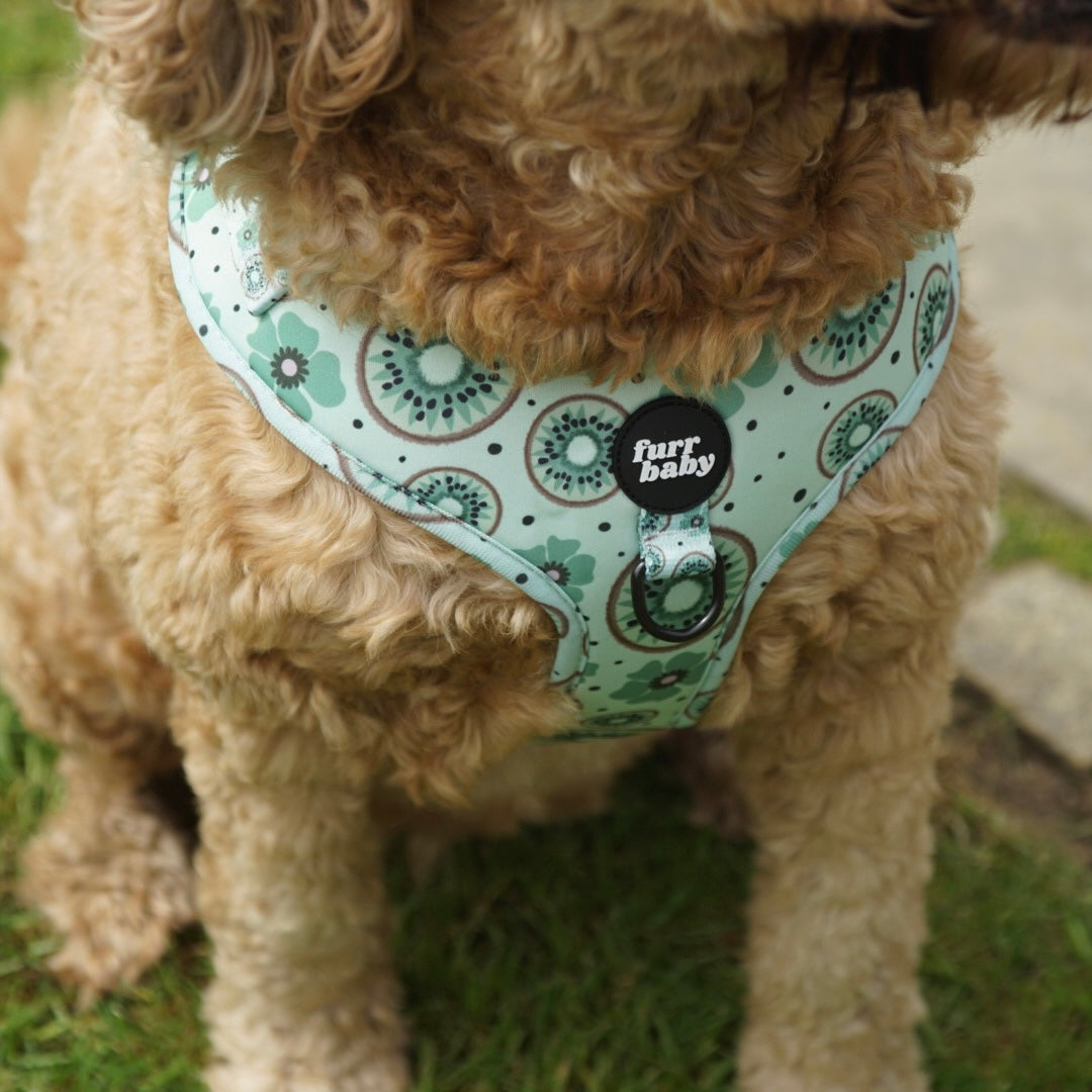 Kiwi Be Friends Harness π₯