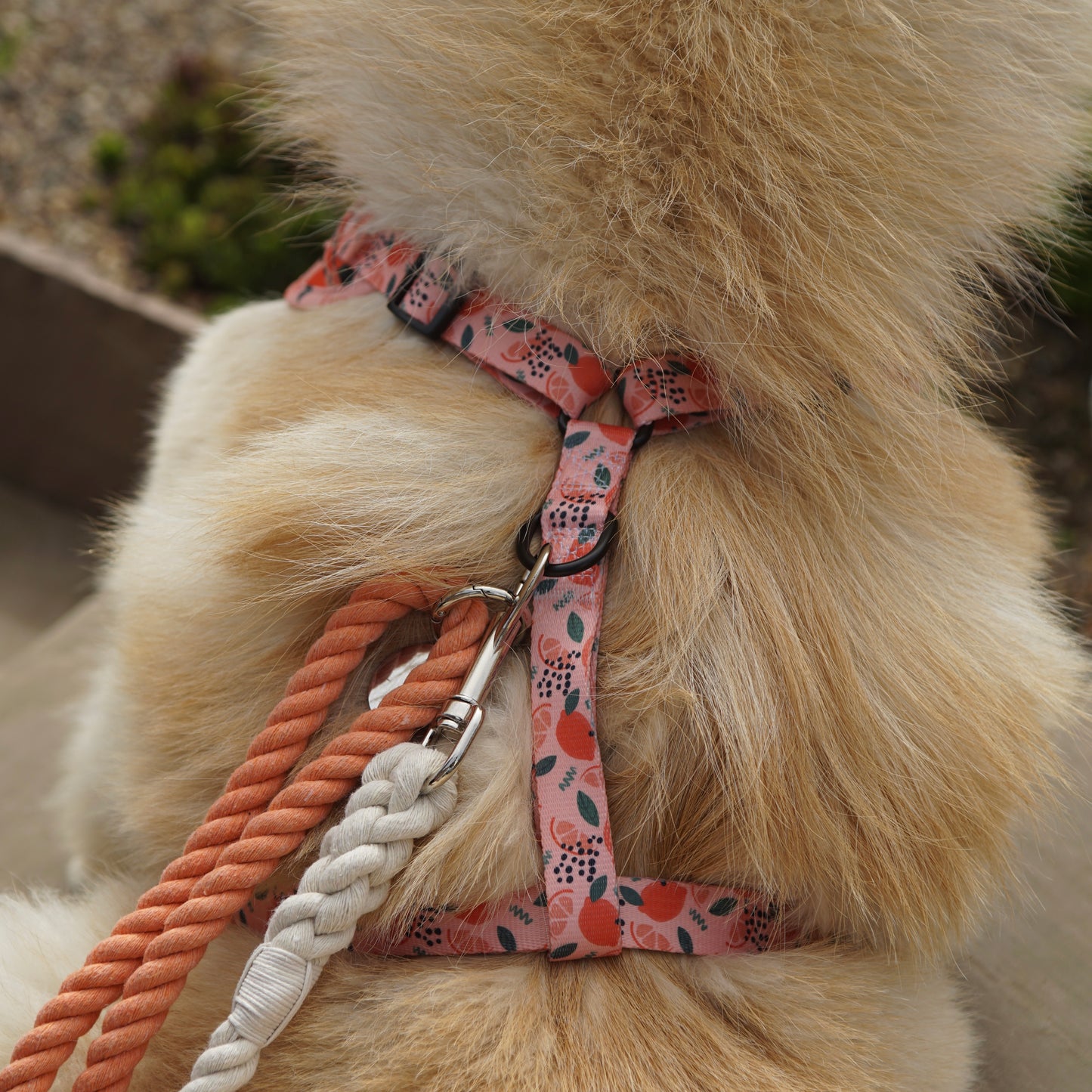 Main Squeeze Harness π