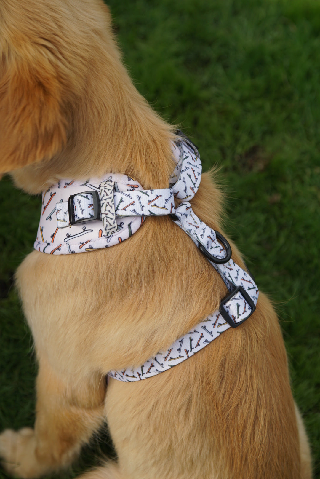 Skate Bark
