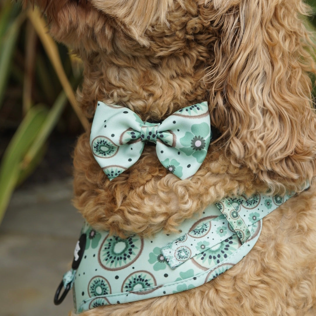 Kiwi Be Friends Harness π₯