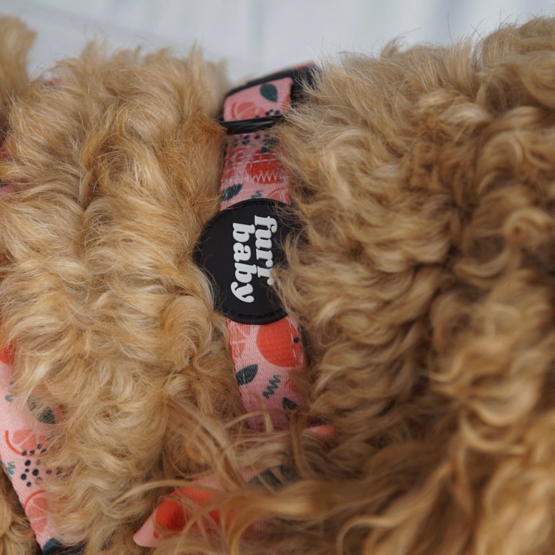 Main Squeeze Collar π
