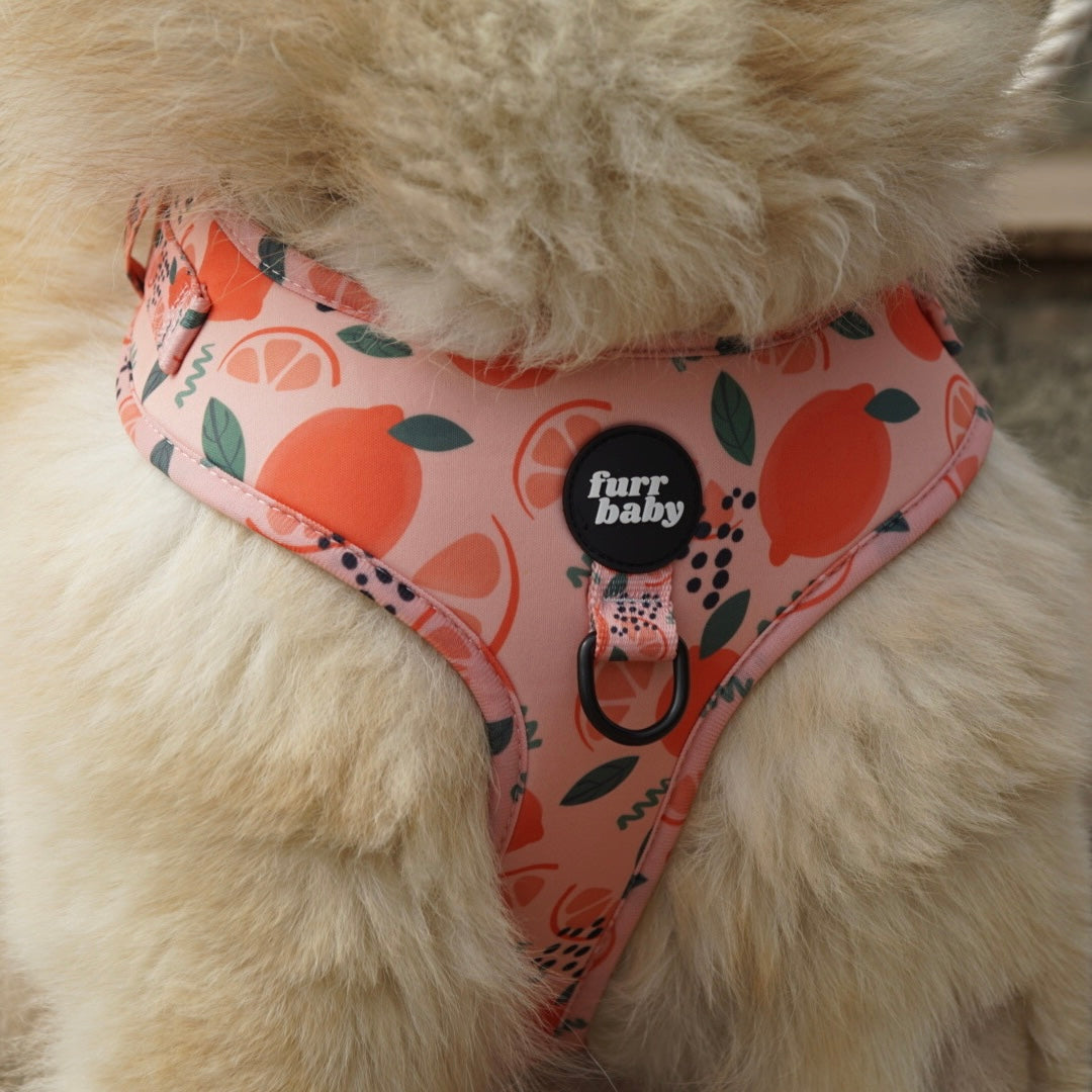 Main Squeeze Harness π