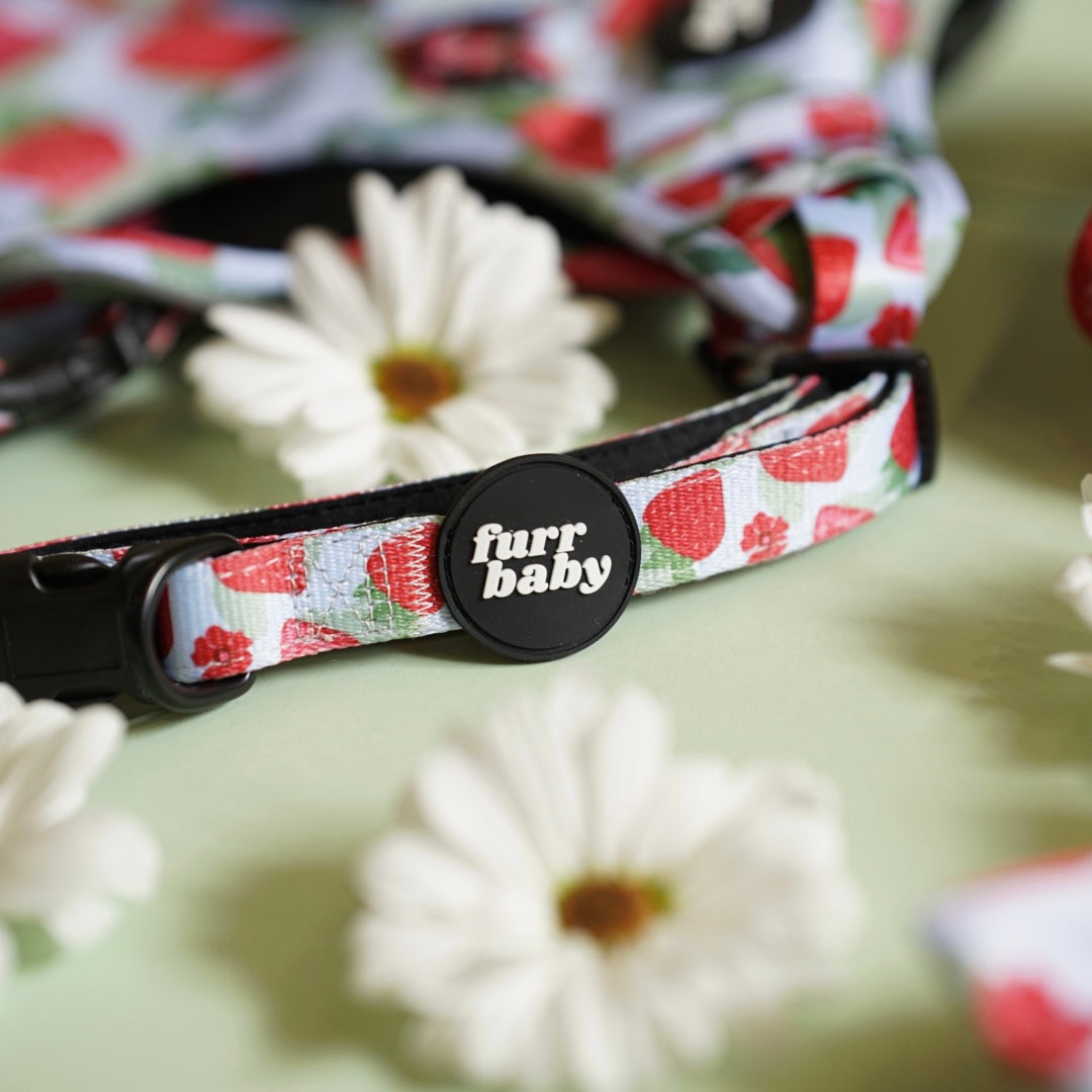 NEW BERRY BABY COLLAR