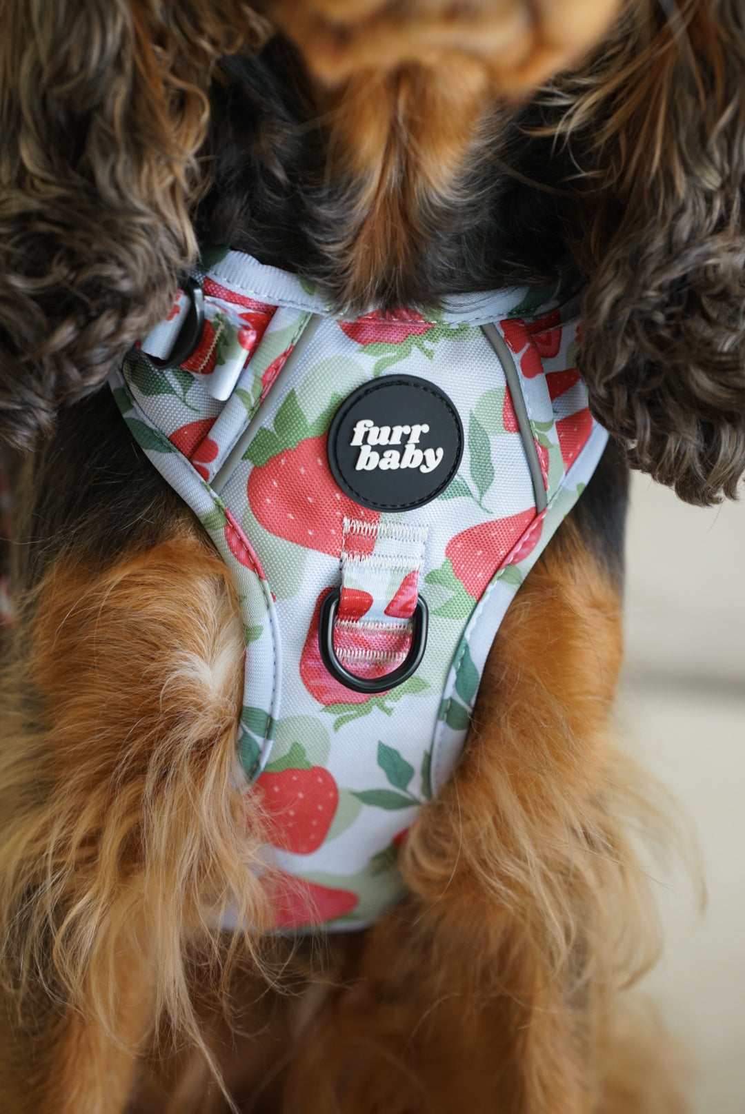 NEW FURRTRAILS BERRY BABY HARNESS