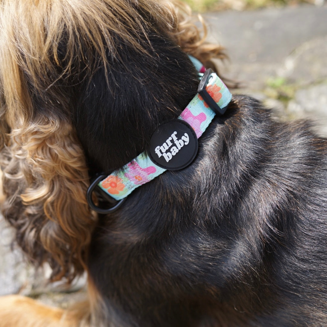 Groovy Baby Collar 🌸