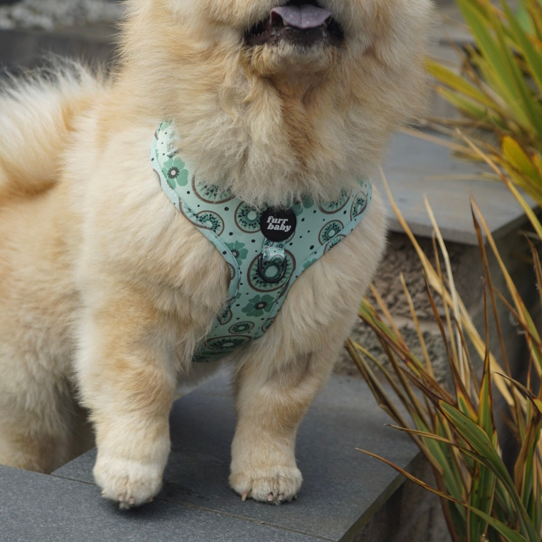 Kiwi Be Friends Harness 🥝